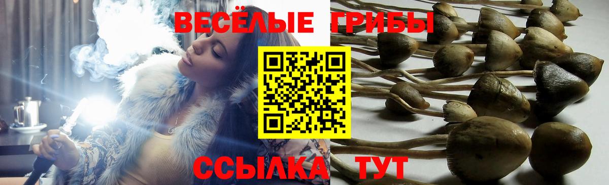 Каменка  Псилоцибиновые грибы Psilocybine cubensis  Вход с VPN  Галлюциногенные грибы Cubensis 